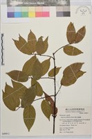 巒大雀梅藤藏品圖，第2張