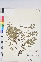 油柑藏品圖，第1張