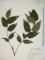 山黃麻藏品圖，第1張