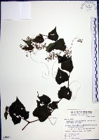 漢氏山葡萄藏品圖，第1張