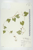 裸瓣瓜藏品圖，第1張