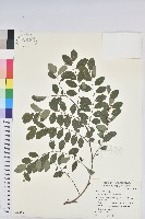 紅仔珠藏品圖，第1張