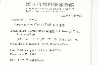 風花菜、球果山芥菜藏品圖，第2張