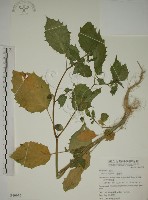 燈籠草藏品圖，第1張