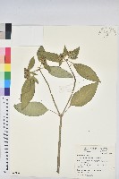 白苞猩猩草藏品圖，第1張