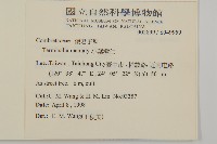 小葉欖仁藏品圖，第2張