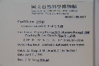 珊瑚樹藏品圖，第2張