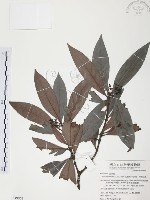 九節木、牛屎烏、青龍吐霧藏品圖，第1張
