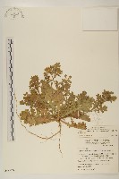 線球菊、田基黃藏品圖，第1張