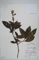 假酸漿藏品圖，第1張