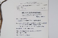 假酸漿藏品圖，第2張