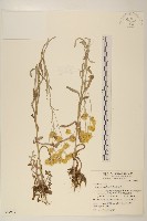 鼠麴草藏品圖，第1張