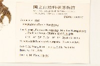 鼠麴草藏品圖，第2張