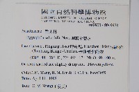 柳葉水蓑衣藏品圖，第2張