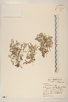 鼠麴舅藏品圖，第1張