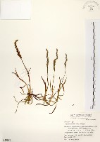 綬草藏品圖，第1張