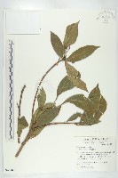 猴歡喜藏品圖，第1張