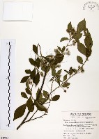 烏皮九芎、奮起湖野茉莉藏品圖，第1張