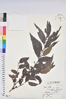 披針葉饅頭果藏品圖，第1張
