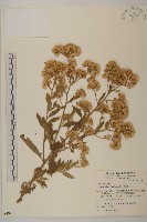 艾納香藏品圖，第1張