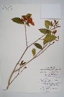 南洋馬蹄花藏品圖，第1張