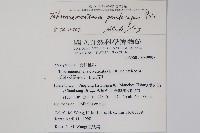 南洋馬蹄花藏品圖，第2張