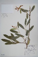 大錦蘭藏品圖，第1張