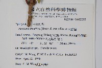 大錦蘭藏品圖，第2張