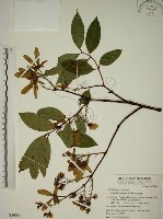 猿尾藤藏品圖，第1張