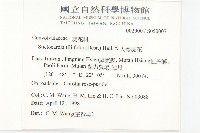 大萼旋花藏品圖，第2張