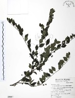 燈稱花、烏雞骨藏品圖，第1張