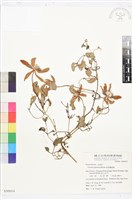 屏東鐵線蓮藏品圖，第1張