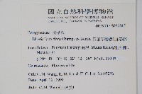 長花厚殼樹藏品圖，第2張