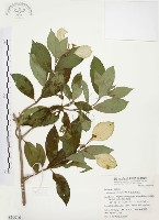 毛玉葉金花藏品圖，第1張