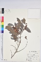 細葉饅頭果藏品圖，第1張