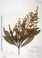 筆羅子藏品圖，第1張