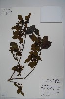 鐵冬青藏品圖，第1張