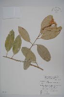 山柑、臺灣山柑藏品圖，第1張