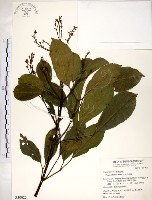 三葉山香圓藏品圖，第1張