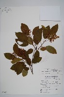 厚殼樹藏品圖，第1張