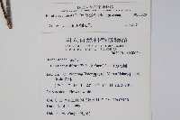 厚殼樹藏品圖，第2張