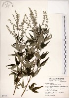 黃荊藏品圖，第1張