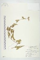 菜欒藤藏品圖，第1張