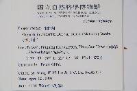 小刺山柑藏品圖，第2張