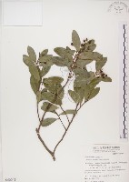 魯花樹藏品圖，第1張