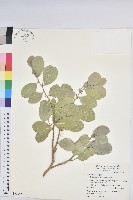 白樹仔藏品圖，第1張