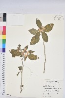 猩猩草藏品圖，第1張