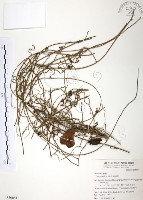 無根草藏品圖，第1張