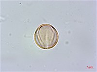 流蘇藏品圖，第1張