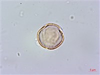 流蘇藏品圖，第2張